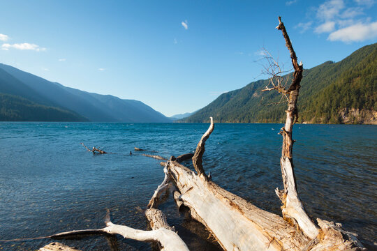 Lake Crescent, Olympic National Park, view across the lake from the shore, a large driftwood smooth bleached log in the foreground.