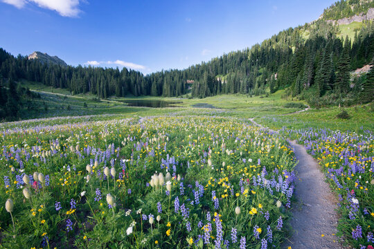Mount Rainier National park, wildflowers in the valley meadow on the path to Tipsoo Lake