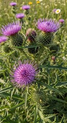 Purple Thistle Blooms.