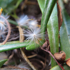 日本で冬にガザニアが黄色い花を咲かせています
