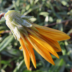 日本で冬にガザニアが黄色い花を咲かせています