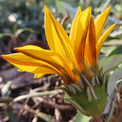 日本で冬にガザニアが黄色い花を咲かせています