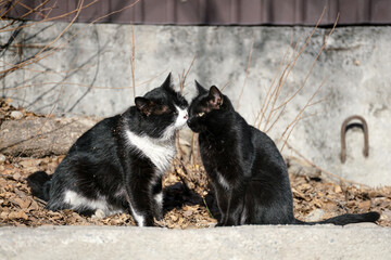 Two street mongrel cats, one black and white and one solid black, are sitting outdoors on dry...
