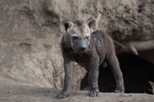 Spotted hyena cub, Crocuta crocuta, emerging from den hole.