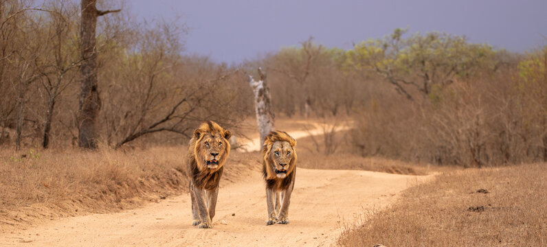 Lions, Panthera leo, two male lions walking together.