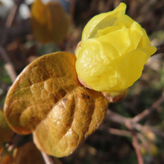 日本で冬にロウバイが黄色い花を咲かせています