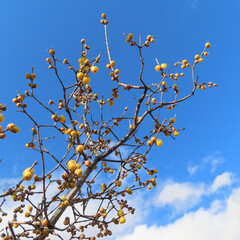 日本で冬にロウバイが黄色い花を咲かせています
