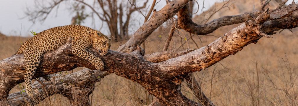 Leopard, Panthera pardus, leopard lying on log.