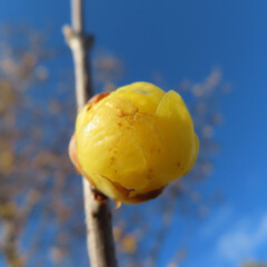 日本で冬にロウバイが黄色い花を咲かせています