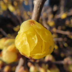 日本で冬にロウバイが黄色い花を咲かせています