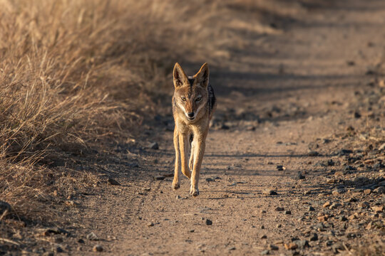 Black‑backed jackal, Canis mesomelas, trotting down a road.