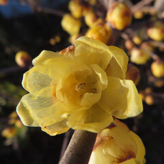 日本で冬にロウバイが黄色い花を咲かせています