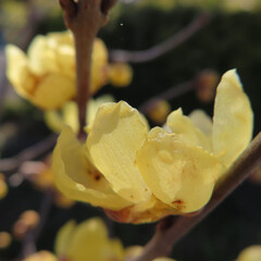 日本で冬にロウバイが黄色い花を咲かせています