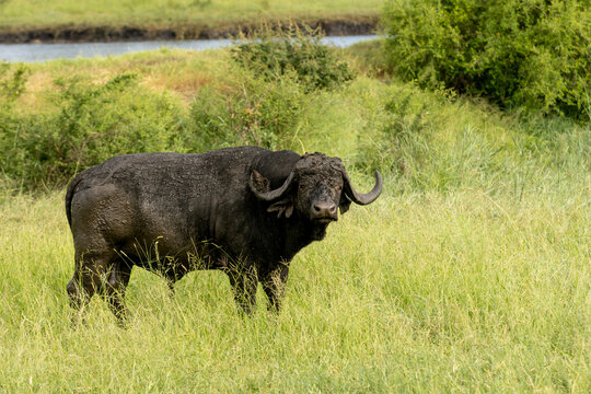 African buffalo, Syncerus caffer, standing in grass.