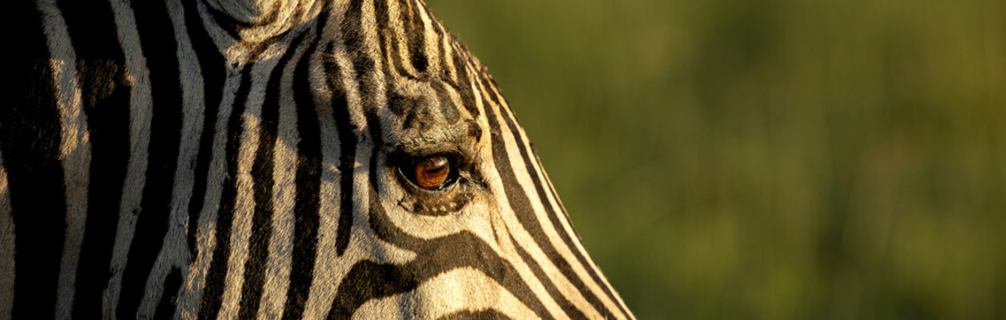 Plains zebra, Equus quagga, close‑up of a zebra eye.