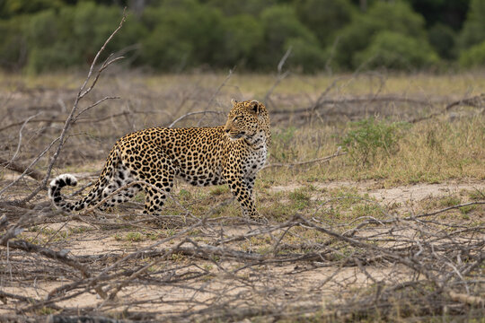 Leopard, Panthera pardus, walking and looking back.