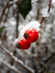 Rote Beeren im Frost