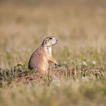 A prairie dog stands alert on the grasslands at Devil's Tower National Monument, a burrowing animal, genus Cynomys.