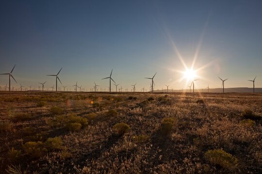Rows of wind turbines stand in an open Oregon landscape as the sun sets, symbolizing renewable energy and sustainability.
