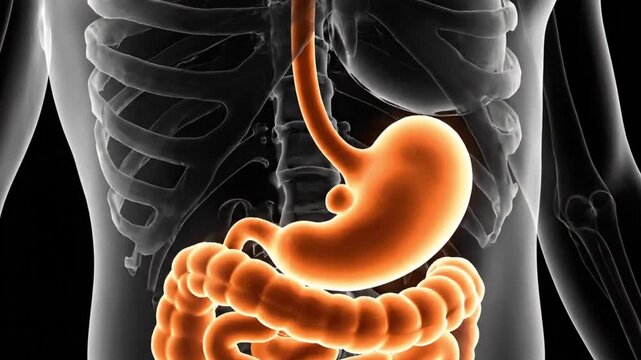 Detailed view of the human digestive system highlighted in orange within a transparent torso