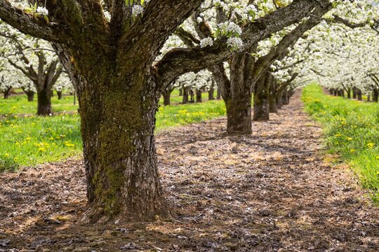 Apple trees filled with white blossoms in a spring orchard near Hood River, Oregon, showcasing agriculture, beauty, and seasonal growth.