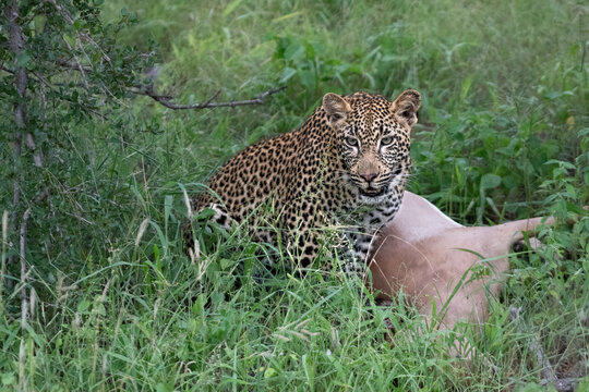 Leopard, Panthera pardus, Young Male & Impala Kill. Young male crouching next to an Impala kill in thick green vegetation