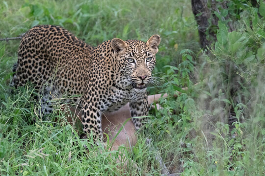 Leopard, Panthera pardus, Young Male & Impala Kill. Young male standing over an Impala kill in thick green grass.