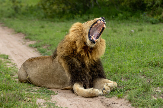 Lion, Panthera leo, Male. Male with a dark and light mane lying on a dirt road, captured mid-yawn with a wide-open mouth.