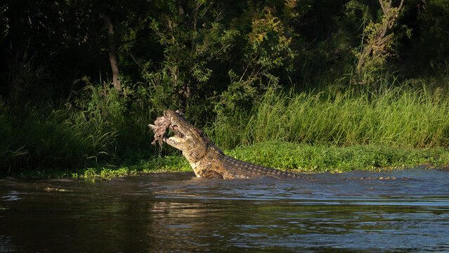 Crocodile, Crocodylus niloticus, Adult. Large crocodile lifting its head and neck out of the water with a kill in its jaws.