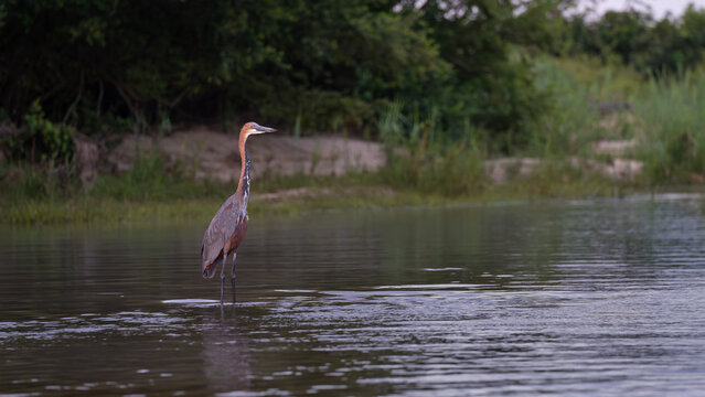 Goliath Heron, Ardea goliath, Adult. Large heron wading in shallow water with a dark, grassy background.