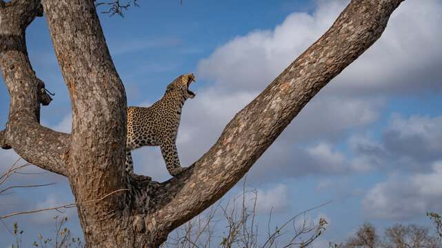 Leopard, Panthera pardus, Female. Standing on a tree branch with its mouth open.