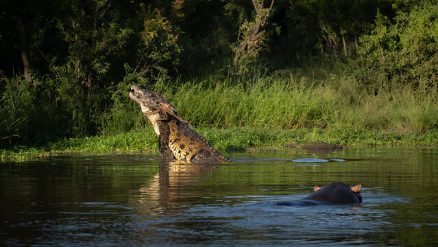 Crocodile, Crocodylus niloticus, Adult & Hippopotamus. Large crocodile lifting its head out of the water with a kill, with a hippo in the water nearby.
