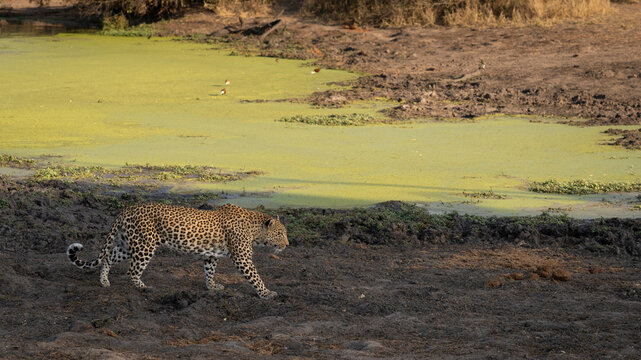 Leopard, Panthera pardus, Adult. Walking along the muddy bank of a dam covered in green algae.