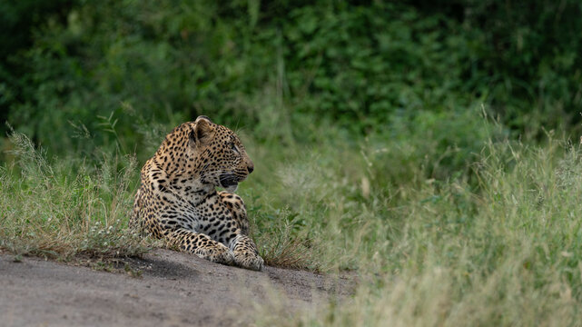 Leopard, Panthera pardus, Young Male. Lying down on the edge of a dirt track at eye level with a green background.