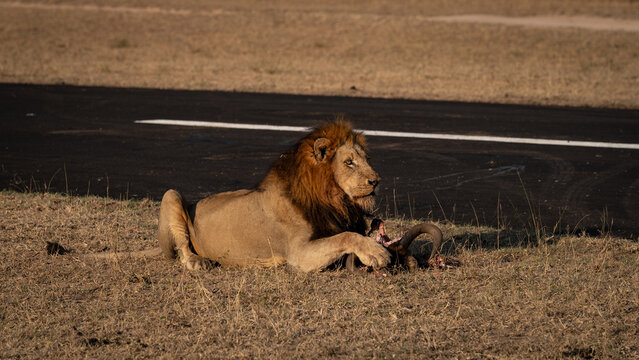 Lion, Panthera leo, Male. Male lion lying on dry grass next to an airstrip with a kill in front of him.