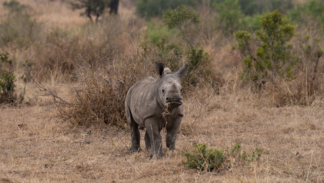 Rhinoceros, Ceratotherium simum, Calf. Young rhino calf standing in dry, brown and yellow grass, looking directly at the camera.