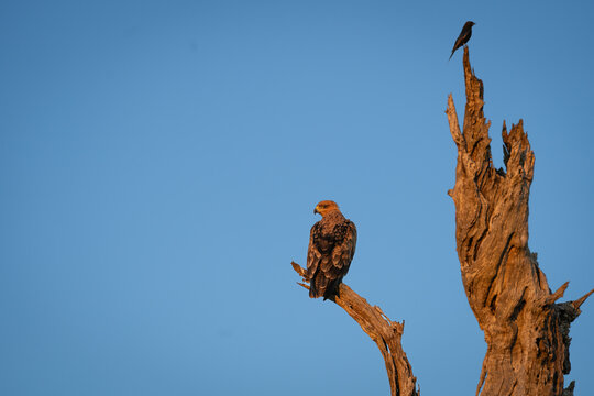 Tawny Eagle, Aquila rapax, & Fork-tailed Drongo, Dicrurus adsimilis. Eagle perched on a dead branch with a small drongo perched on the tip of the adjacent snag.