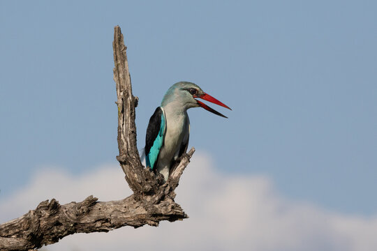 Woodland Kingfisher, Halcyon senegalensis, Adult. Brightly colored bird perched on a dead tree branch with its long beak open.