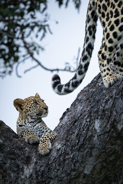 Leopard, Panthera pardus, 2 amnimals, a cub sitting on a tree branch looking up at the tail and hind paws of its mother.