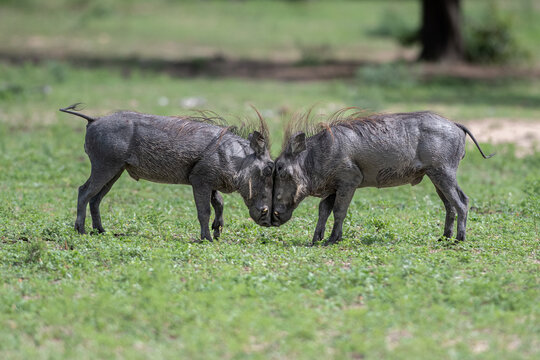 Warthog, Phacochoerus africanus, Two warthogs butting heads and fighting in a short, green grassy clearing.