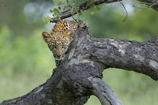 Leopard, Panthera pardus, Cub peeking over a tree branch, looking directly at the camera.
