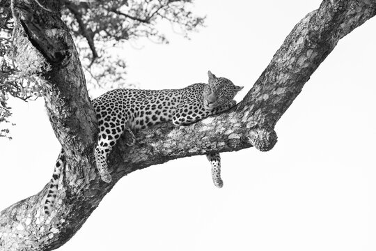 Female leopard, Panthera pardus, Black and white image of a leopard draped over a thick tree branch, sleeping.