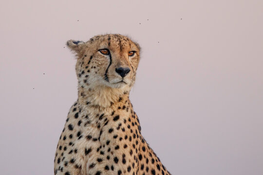 Cheetah, Acinonyx jubatus,  a male close-up portrait with flies buzzing, pale background.