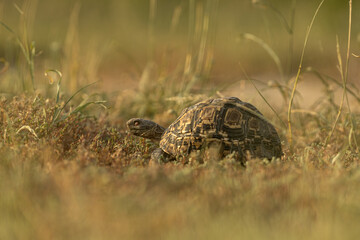 Leopard Tortoise, Stigmochelys pardalis, Leopard Tortoise in grass.