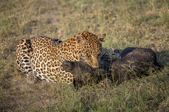 Leopard, Panthera pardus, Leopard holding its prey,  a young Buffalo calf by the throat.