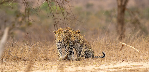 Leopard, Panthera pardus, two cubs standing close together in dry grass.