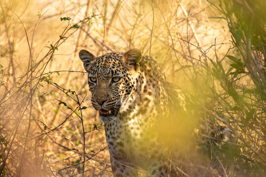 Leopard, Panthera pardus, Female leopard crouching in dry grass and brush in golden light.