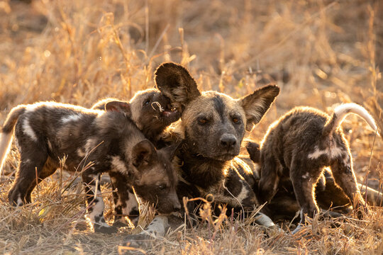 African Wild Dog, Lycaon pictus, Adult wild dog surrounded by several playful pups in golden light.
