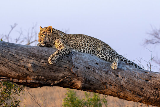 Leopard, Panthera pardus, Female leopard resting lengthwise on a thick fallen tree log in golden light.