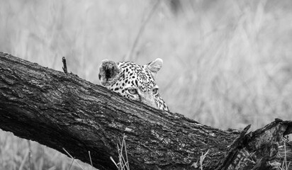 Leopard, Panthera pardus, Black and white view of a leopard cub peeking over a thick, fallen log.